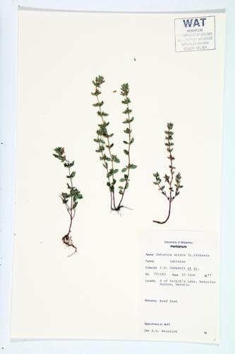 Basil Thyme; Mother-of-thyme  specimen
